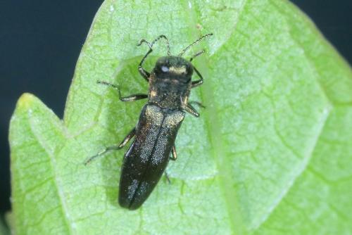 Agrilus derasofasciatus